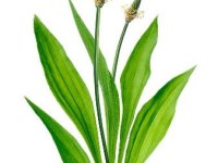 9 Sacred Herbs Series – No.1 Lanceleaf&nbsp;Plantain